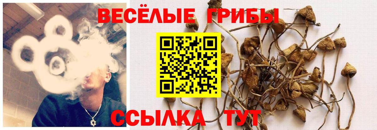 Галлюциногенные грибы Psilocybe  Вход с VPN  Тула 